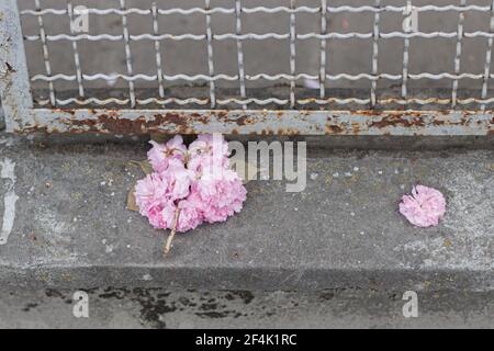 Beautiful broken sakura flowers on street ground at rusty metal fence, destroyed tree branch. Sakura pink flowers on concrete floor or cement. Copy sp Stock Photo