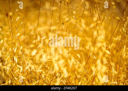 Dry arid grass covered in illuminated golden Lesvos sunlight swaying and dancing in the summer hot wind. Photograph: Tony Taylor Stock Photo