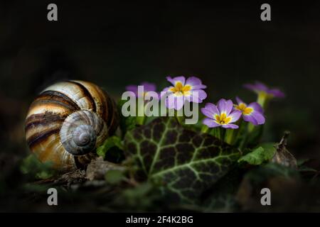 Close-up pink primula flowers with snail shell, ivy leaf on dark background Stock Photo