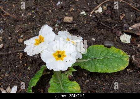 Primula vulgaris, common primrose, is a flowering plant species in the Primulaceae family native to western and southern Europe, northwest Africa and Stock Photo