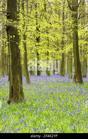 Bluebells in Beech Woodland(Hyacynthoides non-scripta) Dockey Wood, Herts, UK PL000187 Stock Photo