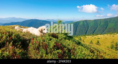 shepherd dog rest on the hill. cute animal in summer mountain landscape on a sunny day. good old friend concept Stock Photo