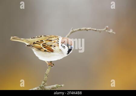 Tree Sparrow Passus montanus Bulgaria BI021859 Stock Photo