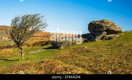 Fields and meadows in Haytor Rocks, Dartmoor Park, Widecombe in the Moor, Devon, England, Europe Stock Photo