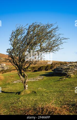 Fields and meadows in Haytor Rocks, Dartmoor Park, Widecombe in the Moor, Devon, England, Europe Stock Photo