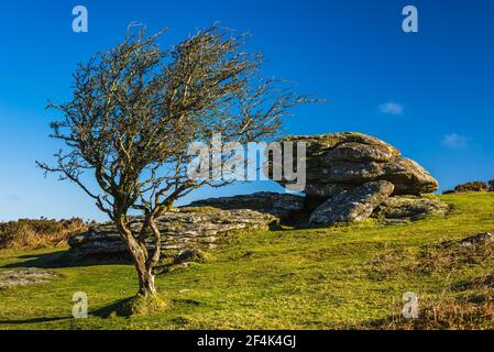 Fields and meadows in Haytor Rocks, Dartmoor Park, Widecombe in the Moor, Devon, England, Europe Stock Photo