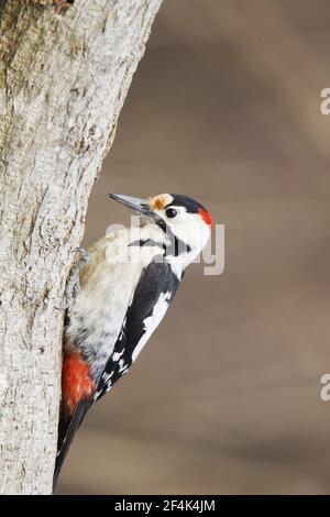 Syrian WoodpeckerDendrocopos syriacus Bulgaria BI021876 Stock Photo