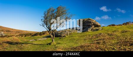 Fields and meadows in Haytor Rocks, Dartmoor Park, Widecombe in the Moor, Devon, England, Europe Stock Photo