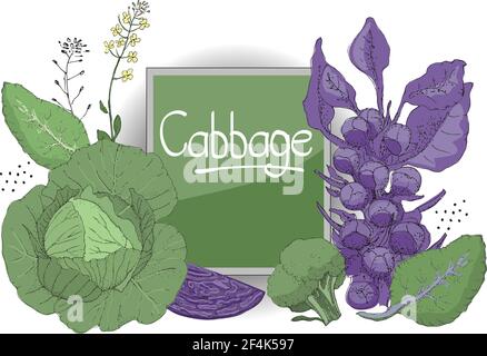 Vector set with fresh white cabbage, purple cabbage, green broccoli, purple brussels sprouts, leaves, seeds and yellow flowers Stock Vector