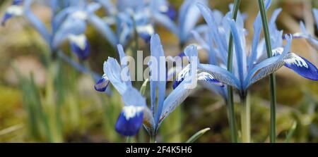 Close up of blue flowers in spring. Soft blue dwarf irises, Netted iris, Iris reticulata is a species of flowering plant in the family Iridaceae. Stock Photo