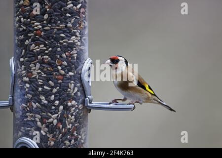 Goldfinch - on bird feeder Carduelis carduelis Hampshire, UK BI022266 Stock Photo