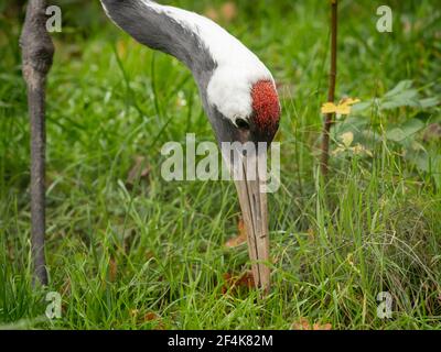 Portrait of a Red crowned Crane (Grus japonensis) in a zoo (Vienna, Austria), cloudy day in autumn Stock Photo