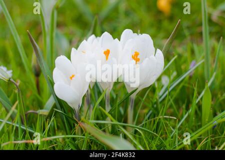 Blossoming spring flower - white Crocus Stock Photo