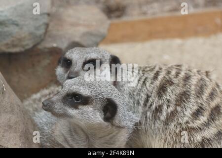 Meerkats Stock Photo