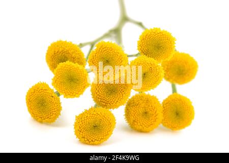 Tansy (Tanacetum vulgare) isolated on white background Stock Photo