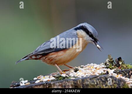 Nuthatch collecting and caching food in the woods Stock Photo