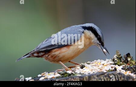 Nuthatch collecting and caching food in the woods Stock Photo