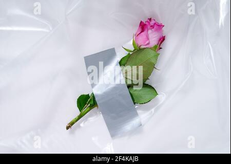 Border of romantic pink and white hearts in fishing net with an edge  decoration of corks in vertical format on rustic turquoise blue boards with  copyspace for your Valentine or anniversary greeting