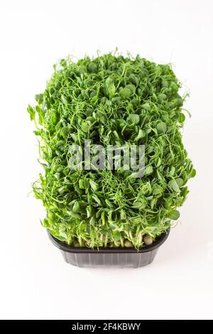 Sprouted pea sprouts in a plastic box on a white background, organic healthy microgreens Stock Photo