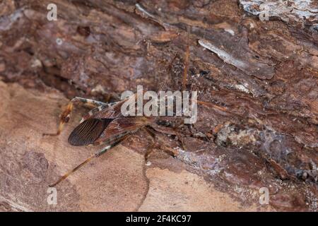 Amerikanische Kiefernwanze, Amerikanische Zapfenwanze, Nordamerikanische Zapfenwanze, Leptoglossus occidentalis, western conifer seed bug, la punaise
