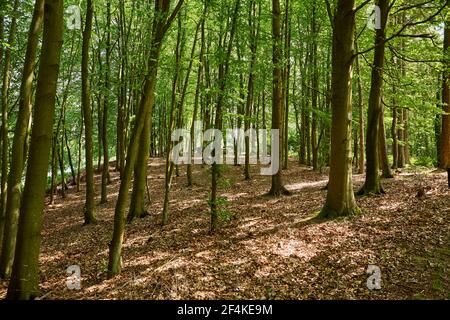 inside a forest with tall tress and leaves on the ground Stock Photo