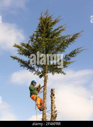 Tree Surgeon Arborist in a harness cutting down an overgrown Conifer tree against a blue sky. Much Hadham, Hertfordshire. UK Stock Photo