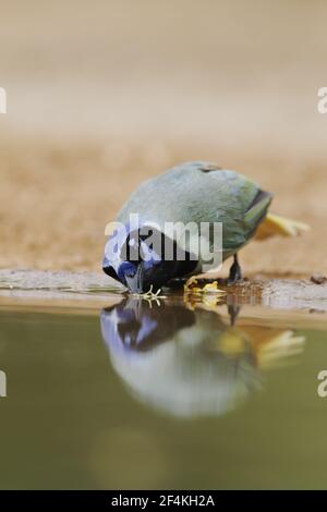 Green Jay - drinking at desert pool Cyanocorax yncas South Texas, USA BI022477 Stock Photo