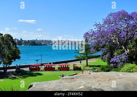 Sydney, NSW, Australia - October 31, 2017: Unidentified people on kind of railway through public Royal Botanic Garden with flowering jacaranda tree Stock Photo