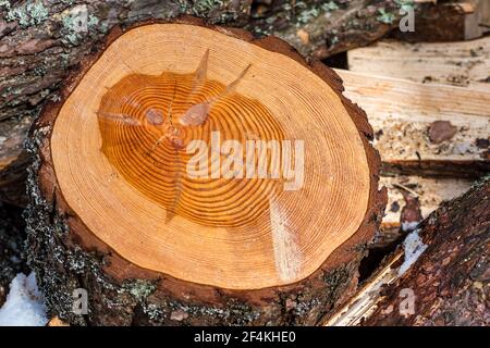 Large circular piece of wood cross section with trunk tree rings texture pattern and cracks, close up Stock Photo