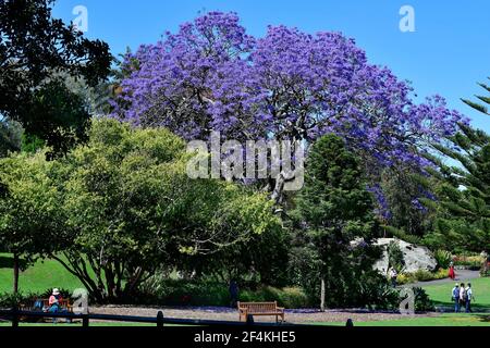 Australia, unidentified people and flowering jacaranda tree in public Royal Botanic Garden Stock Photo