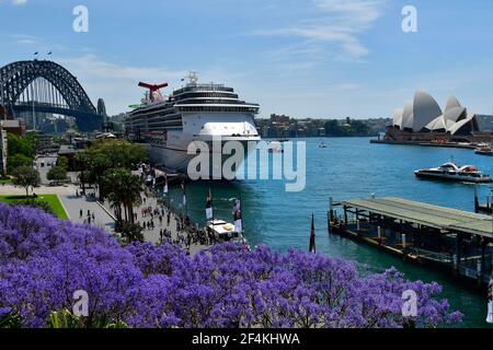 Sydney, NSW, Australia - October 28, 2017: Cruising ship on Circular Quay with Harbour Bridge, Sydney Opera and flowering jacaranda tree Stock Photo