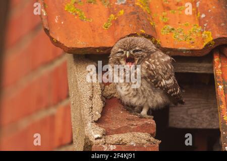 A Little Owl at it's roost site. Stock Photo