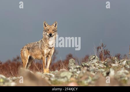 Wolf - vlk Stock Photo