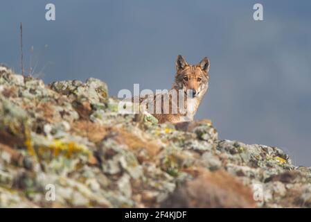 Wolf - vlk Stock Photo