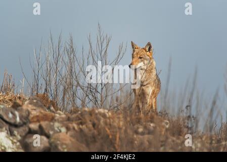 Wolf - vlk Stock Photo