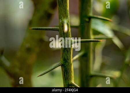 Lemon tree growing in many sharp thorns that make the natural danger zone Stock Photo