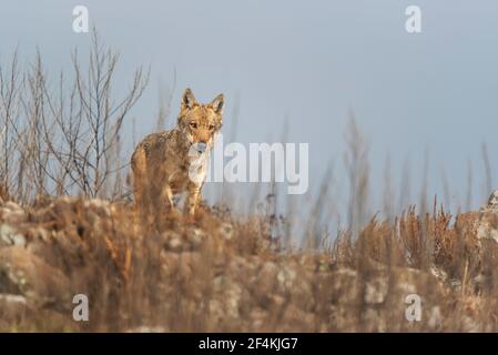 Wolf - vlk Stock Photo