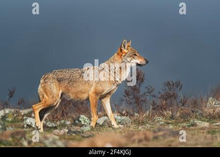 Wolf - vlk Stock Photo