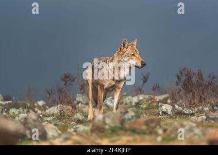 Wolf - vlk Stock Photo