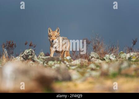 Wolf - vlk Stock Photo