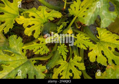 Pumpkin, pumpkin, cucumber, and two other vegetables together give rise to a vegetable called squash and it has green and yellow leaves on the tree Stock Photo