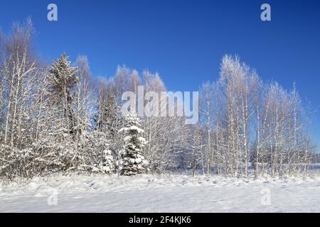 geography / travel, Germany, Bavaria, Penzberg, birch forest at Breunetsried, Penzberg, Upper Bavaria, Additional-Rights-Clearance-Info-Not-Available Stock Photo