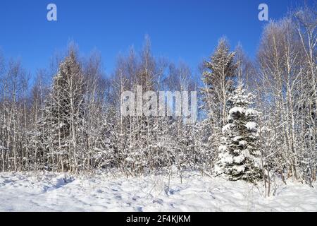 geography / travel, Germany, Bavaria, Penzberg, birch forest at Breunetsried, Penzberg, Upper Bavaria, Additional-Rights-Clearance-Info-Not-Available Stock Photo