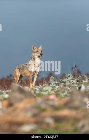 Wolf - vlk Stock Photo