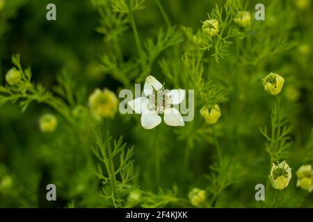 The common fennel flower plant called Nigella sativa the black seeds originate that also herbal medicine Stock Photo