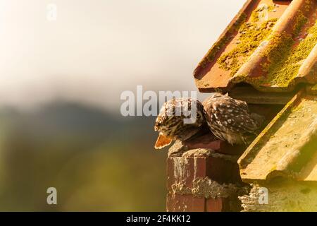 A Little Owl at it's roost site. Stock Photo