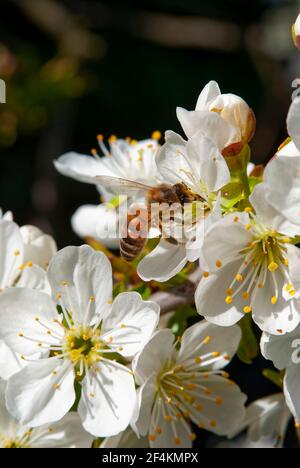 Carniolan honey bee (Apis mellifera carnica) on cherry blossom. Stock Photo