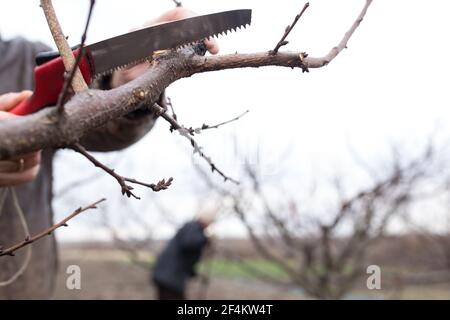 Hand with a garden hacksaw prining  apricot tree at spring time. Stock Photo