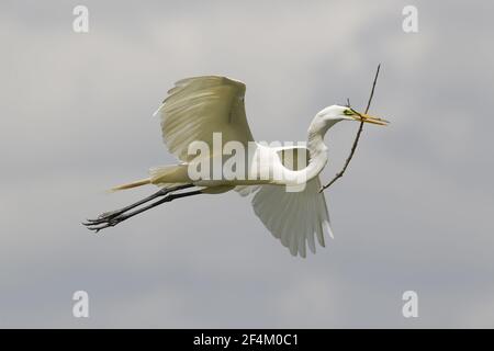 Great White Egret - carrying nesting material Ardea alba High Island Rookery Texas, USA BI023164 Stock Photo