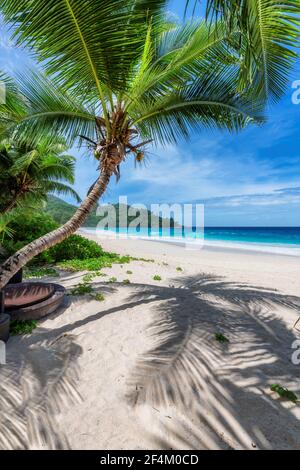 Tropical Sunny Beach. Sandy beach with coco palms and turquoise sea. Summer vacation and tropical beach concept. Stock Photo